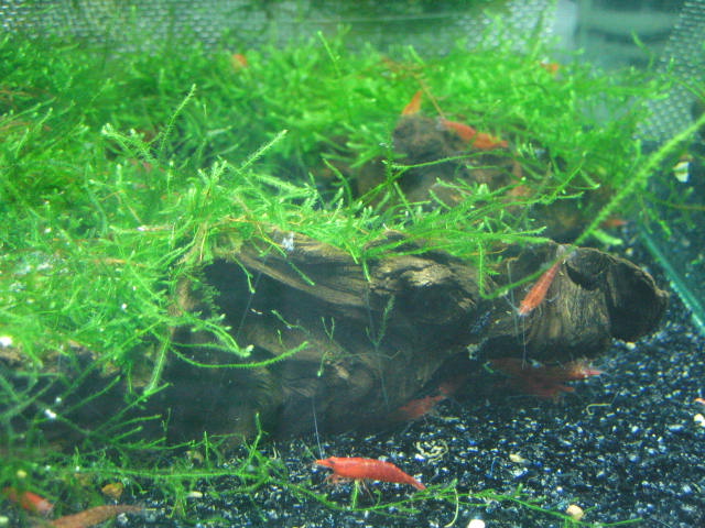 Shrimp ID