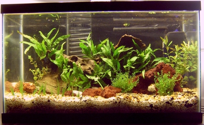 10 G tank