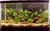 10 G tank