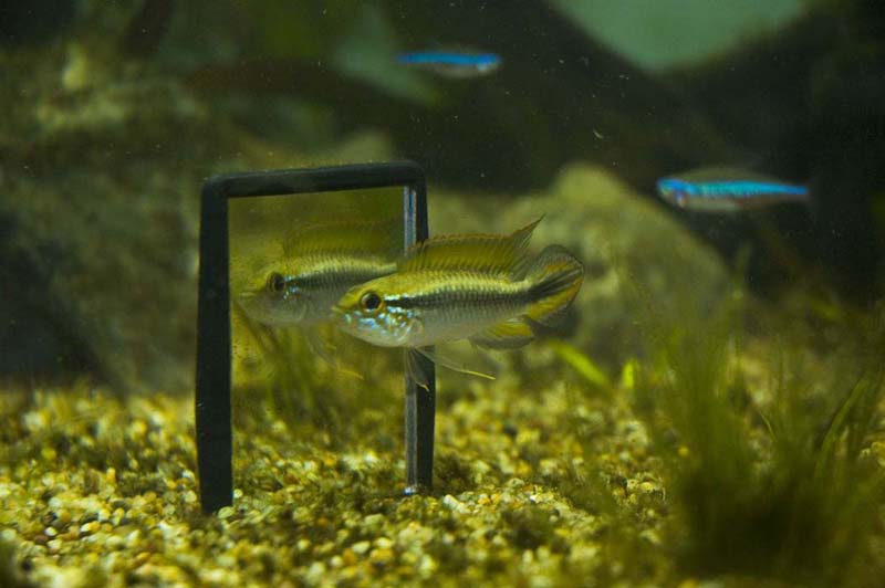 Apistogramma agassizii