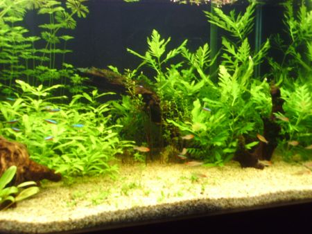 Right side of Tank (1st March)