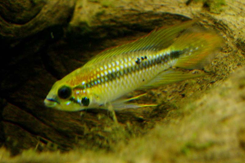 Apistosp