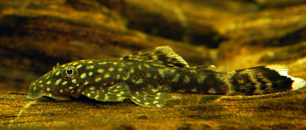 Pleco