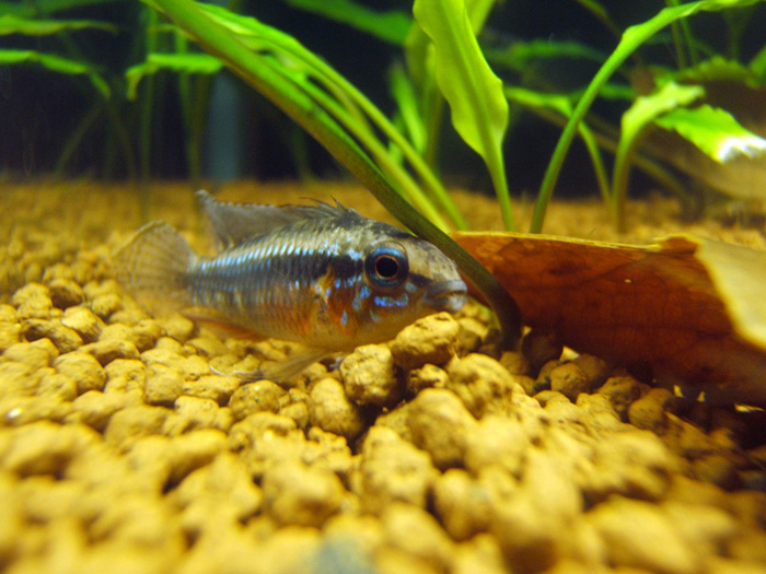 Apistogramma Elizabethae "Super Red"