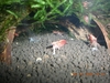 My cherry shrimps