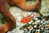 Crystal Red Tetras