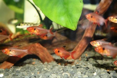 Crystal Red Tetras