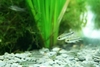 Corydoras pygmaeus