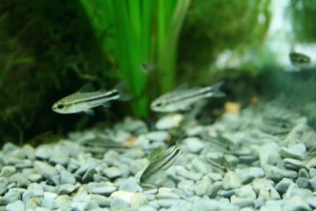 Corydoras pygmaeus