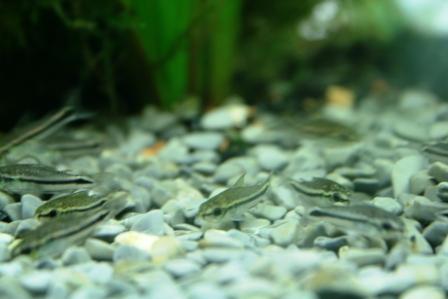 Corydoras pygmaeus