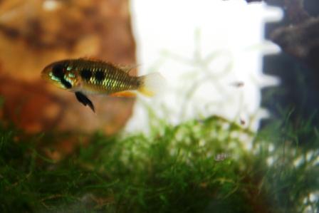 Apisto elizabethae 'Baniwa Red'