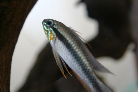 Apisto elizabethae 'Baniwa Red'