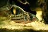 Corydoras Pulcher