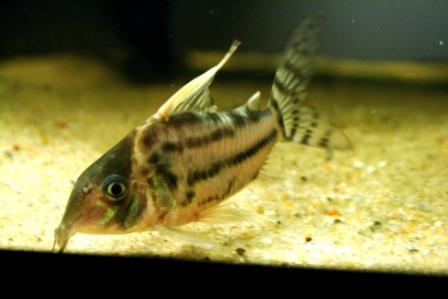 Corydoras Pulcher