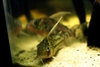 Corydoras Pulcher