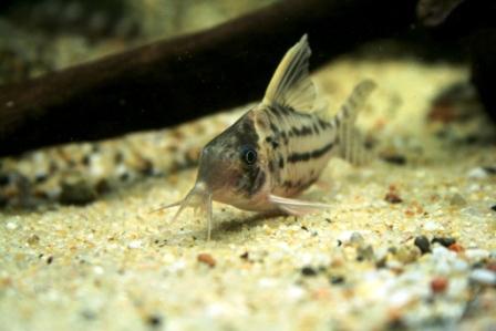 Corydoras Pulcher