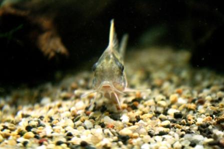 Corydoras Pulcher