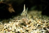 Corydoras Pulcher