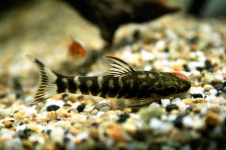 Zebra Oto