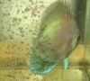 Discus