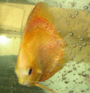 Discus