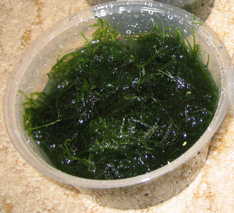 Taiwan Moss For Sale