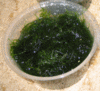 Taiwan Moss For Sale