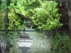 paludarium 1