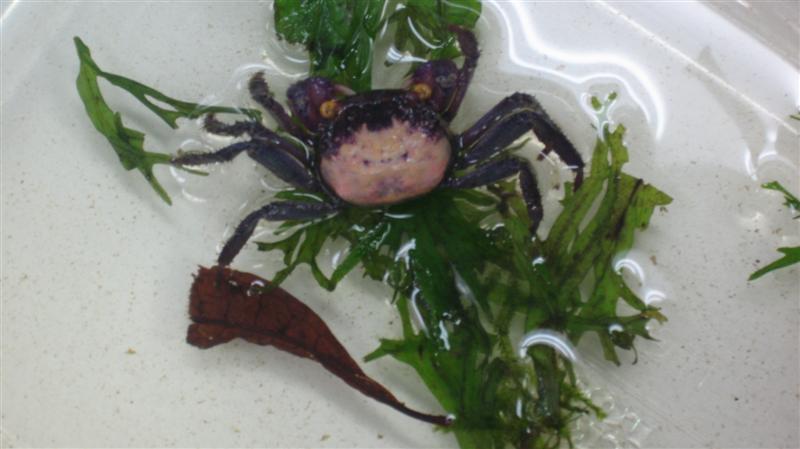 Crabsss