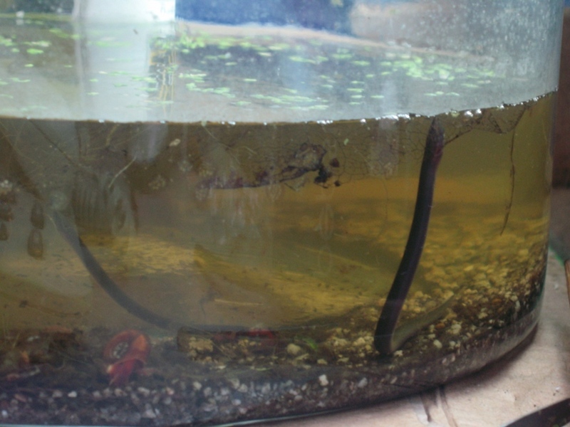 Tulip Eel