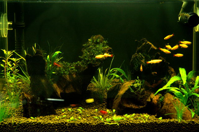 1Ft Low Tech Tank
