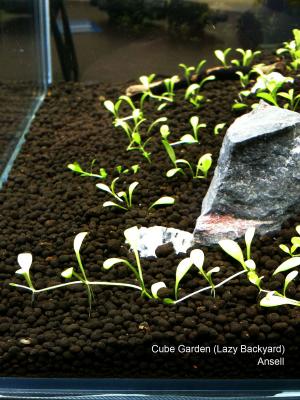 Cube Garden (Lazy Backyard)