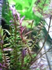 id?