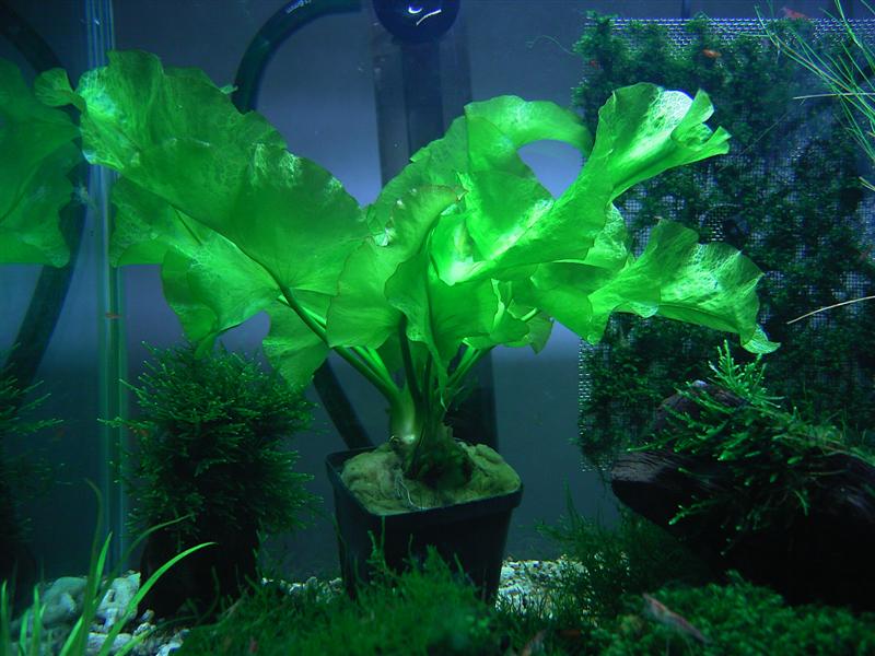 plant id 3