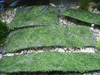 riccia for sale