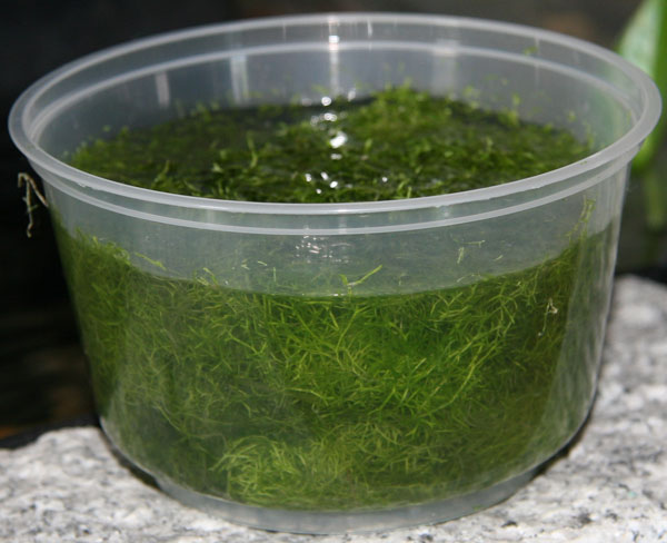 Riccia for sale