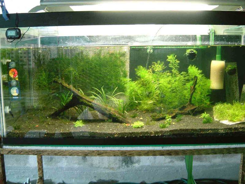 Planted tank