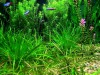 Cardinal Tetras among the greenery