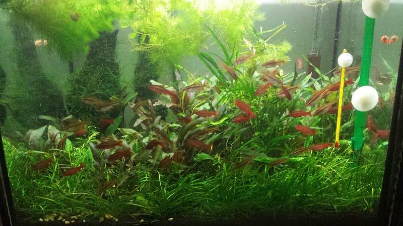 Crypt Tank Shot 2