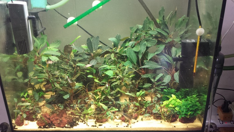 Bucephalandra Tank