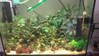 Bucephalandra Tank