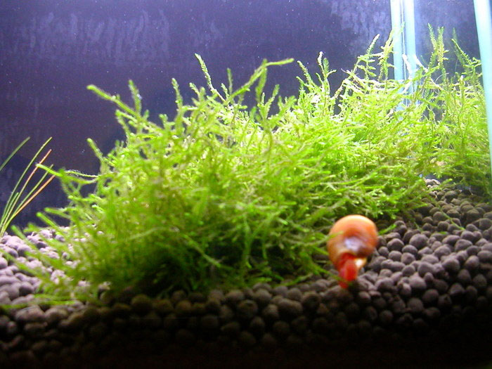 LED Shrimp Tank