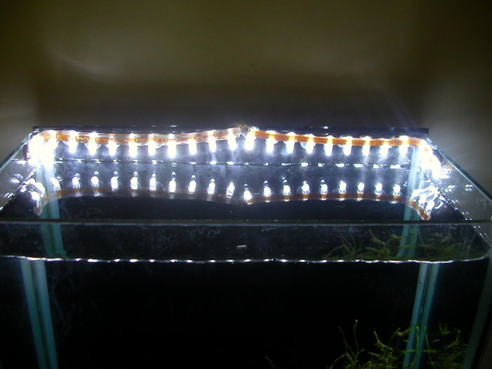 LED Shrimp Tank