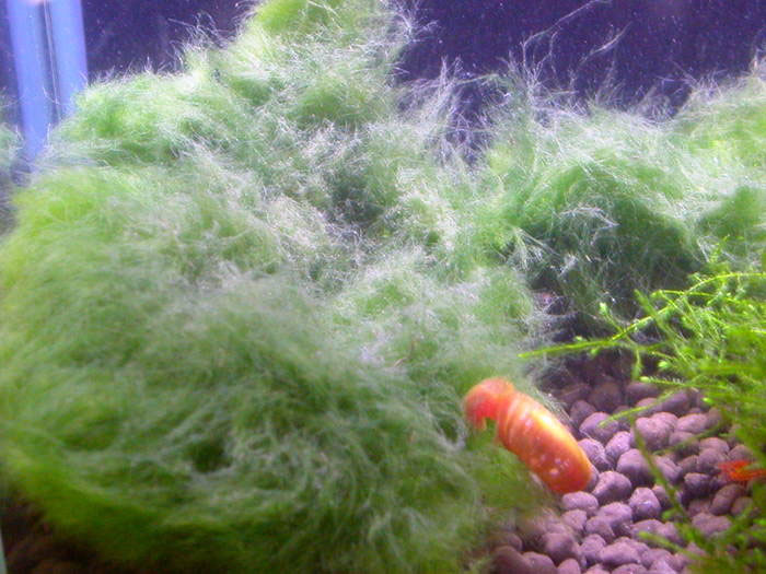 LED Shrimp Tank