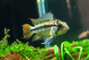 Apistogramma cacatuoides