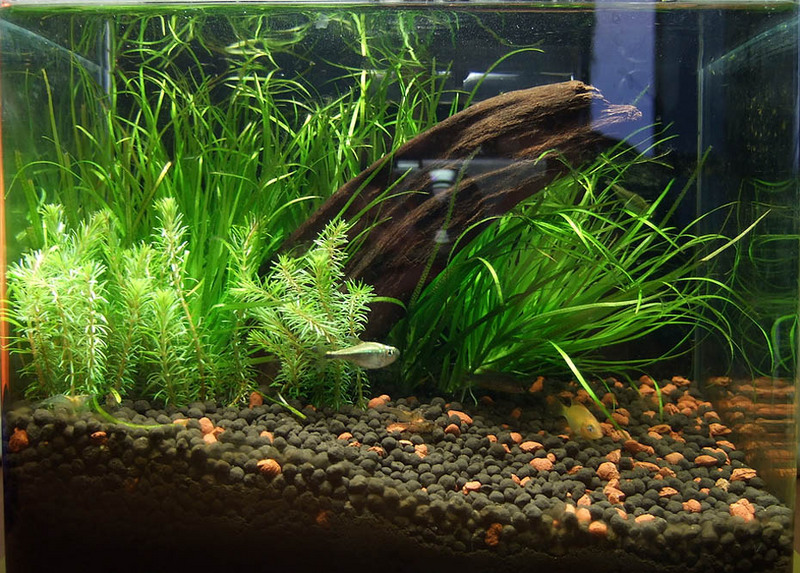 23 cm Nano tank