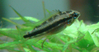 Apistogramma bitaeniata "Tefe Bauana"   Female