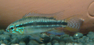 Apistogramma bitaeniata "Tefe Bauana"   Male