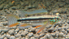 Apistogramma bitaeniata "Tefe Bauana"