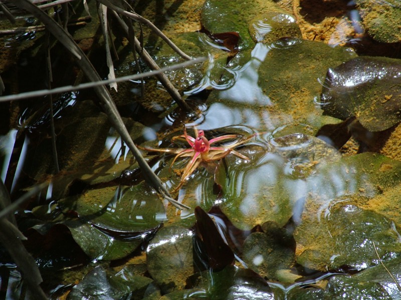 aquatic plant